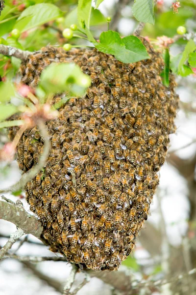 Schwarm Von Honigbienen Klammert Sich Einen Ast — Stockfoto