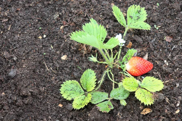 Strawberries plant ripe strawberry in the vegetable garden