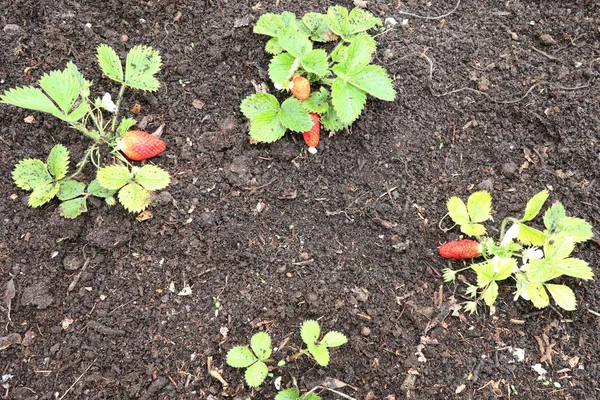 Erdbeeren Pflanzen Wachstum Feld Reife Rote Früchte Der Erdbeerpflanze — Stockfoto