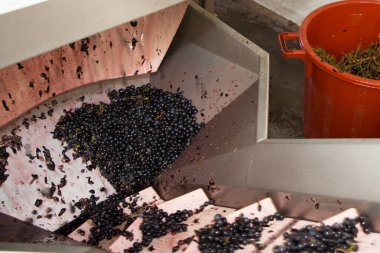 Saint Emilion Bordeaux Fransa 'da üzümlü modern şarap makinesi.