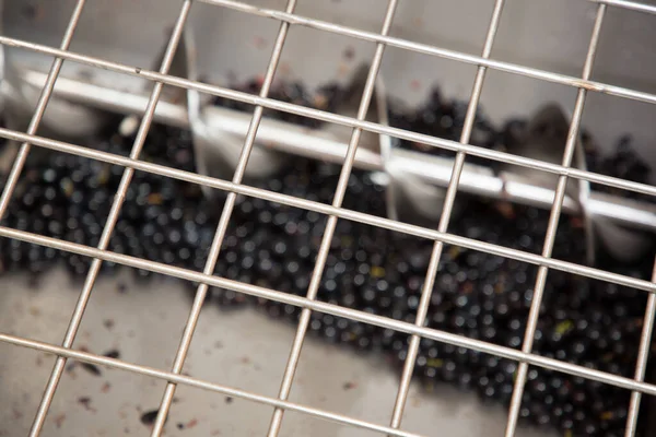 red grapes in wine press juice pressed leaving fruit skins harvest