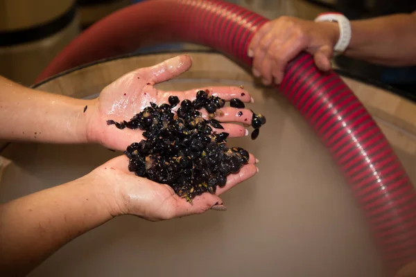 自家製ワインの収穫をする女の手に赤ブドウを砕いた — ストック写真