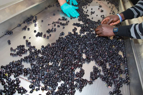 Wytwarzanie Wina Sortującego Winogrona Produkcji Soku Podczas Zbiorów Winogron — Zdjęcie stockowe