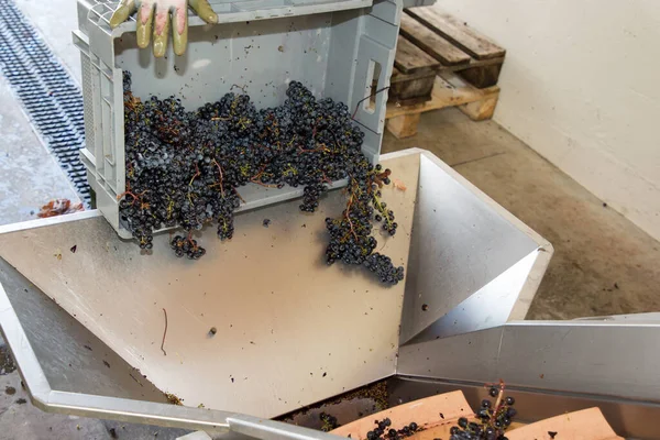 Gießen Weintrauben Trauben Quietschende Ernte Wein Stahl Maschinenlinie — Stockfoto