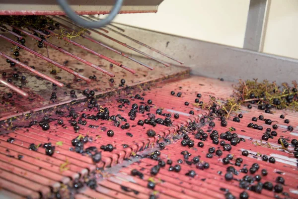 Czerwonych Winogron Piwnicy Destemmer Produkcji Winnic Zbiorów Bordeaux Francuskiego Wina — Zdjęcie stockowe