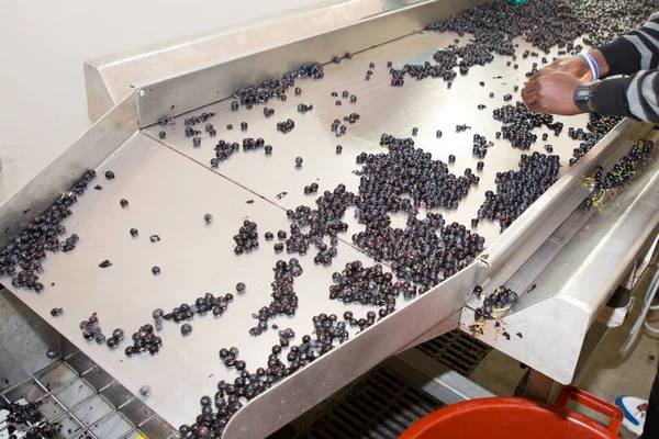 Travail Vendangeuse Avec Ligne Acier Argentée Industrie Raisin Rouge — Photo