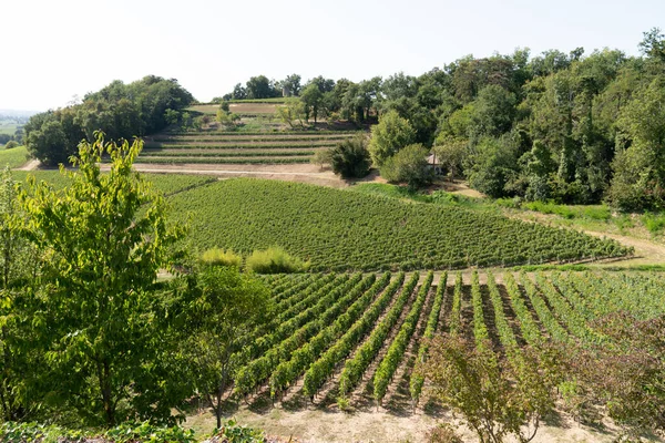 法国Saint Emilion Bordeaux山村葡萄园的葡萄酒 — 图库照片