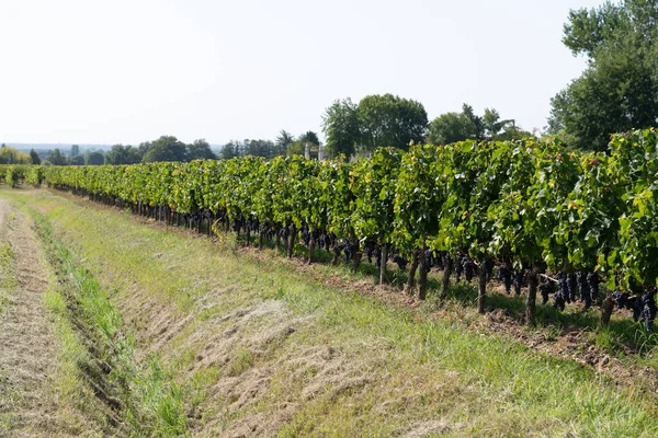 Vinodlingar Saint Emilion Byvin Bordeaux Aquitaine Frankrike — Stockfoto