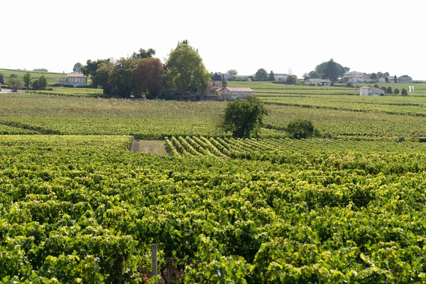 Emilion Vineyards Landscape Hill Saint Emilion Bordeaux Wine France — ストック写真