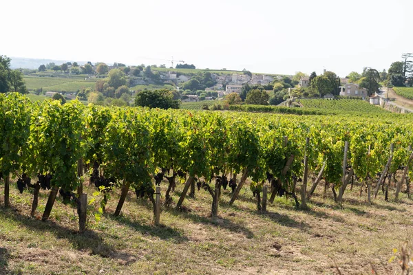 ボルドーのブドウ畑の風景の丘 Saint Emilion Vined France — ストック写真