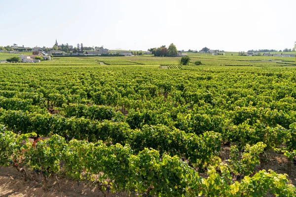 Wijn Teelt Biologische Wijnstok Bordeaux Saint Emilion — Stockfoto