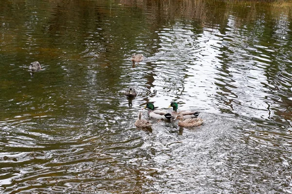 Wild Ducks Swim Lake Winter Day — Stock Photo, Image