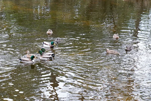 Family Wild Ducks Swimming Lake Winter Day — Stock Photo, Image