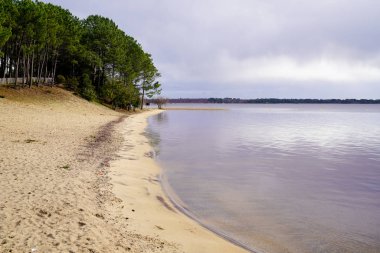 Kum Gölü Kumsalı Ormanı Vahşi doğa Gironde Aquitaine Fransa