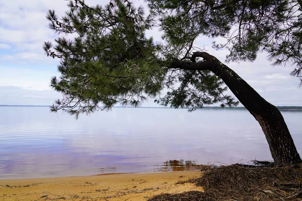 Biscarrosse Piasek Plaża Sosna Drzewna Jeziorze Maguide Landach Francja — Zdjęcie stockowe