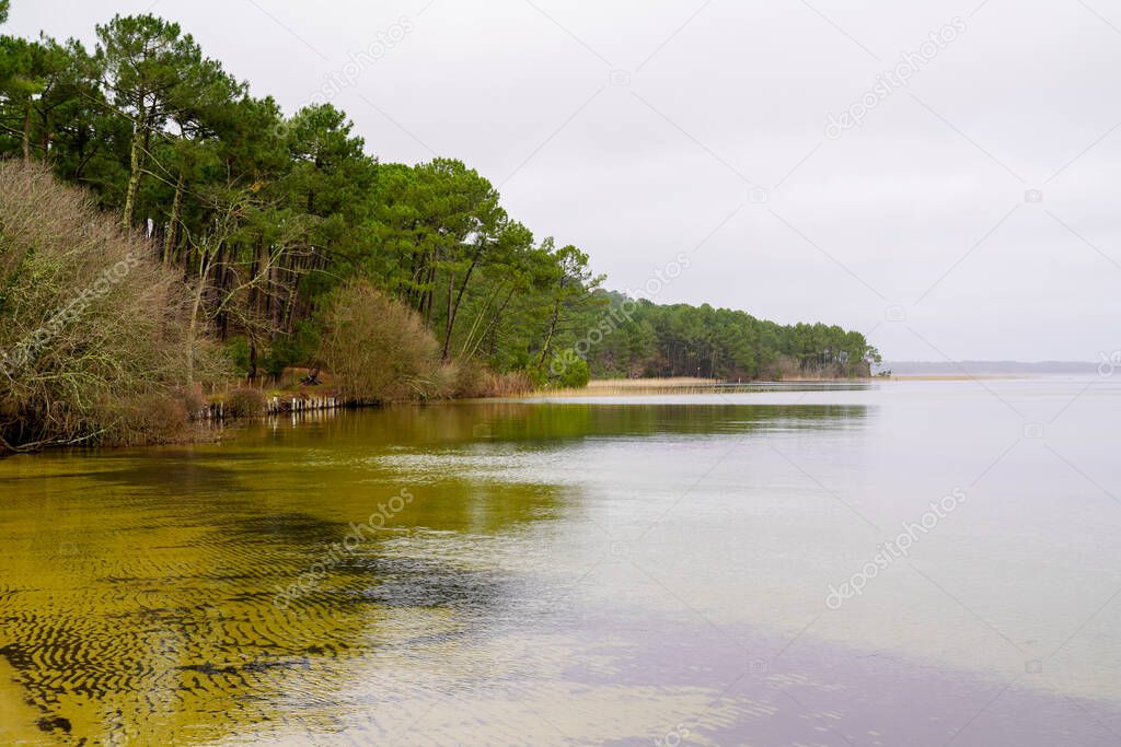 Sanguinet sand beach wood pine in Lake Maguide in landes France