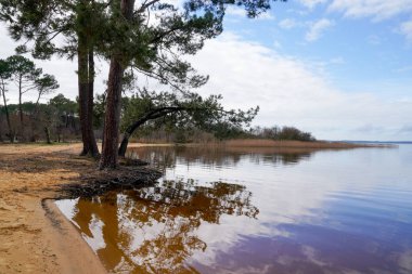 Landes Fransa 'daki biscarrosse kumsal ağacı yansıması suyu.