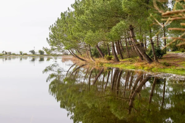 Sanguinet Dzika Plaża Sosna Drzewna Jeziorze Biscarrosse Landes Francja — Zdjęcie stockowe