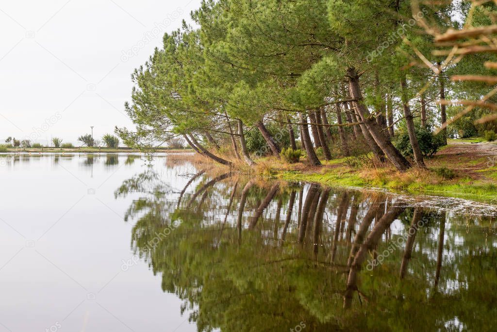 Sanguinet wild beach wood pine in Lake Biscarrosse landes France