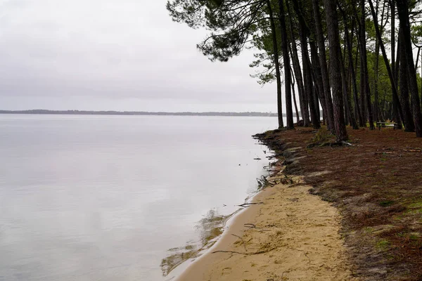 Sanguinet Landes Fransa 'nın Fransız Gölü' ndeki kumsal çam ormanları