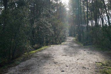 Güneşli bir günde orman çam ormanlarında yürüyüş için patika.