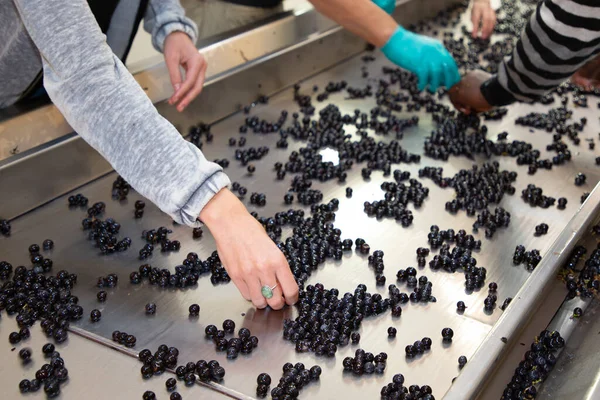 Person Hand Sorting Grapes Steel Modern Winery Machine Red Grape — Stock Photo, Image