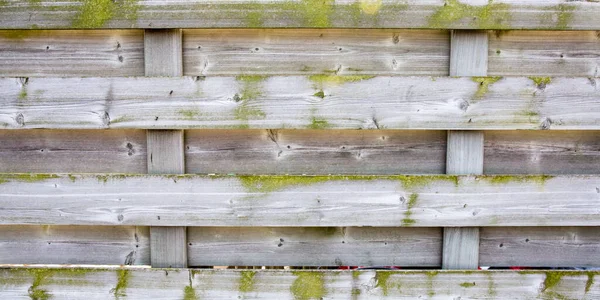 Grå Grön Trä Bakgrund Trä Furu Planka Gamla Grung Styrelser — Stockfoto