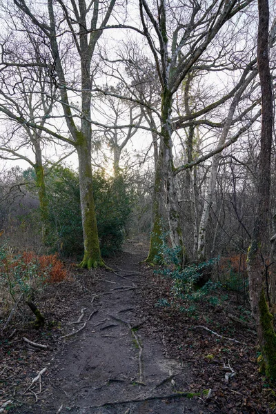 Sentier Pour Randonnée Dans Journée Sur Bois Frais Hiver Forêt — Photo
