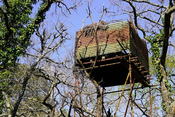 Hütte Waldtaubenjagd Auf Palombiere Frankreich — Stockfoto