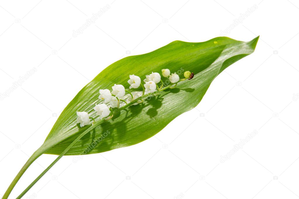 Lily-of-the-valley flowers on white background