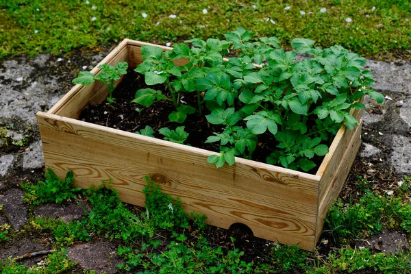 Kartoffelpflanzen Holzbottichen Garten — Stockfoto