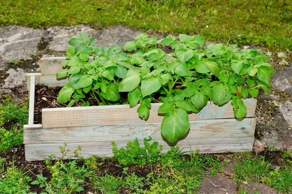 Kartoffeln Wachsen Gemüsegarten — Stockfoto