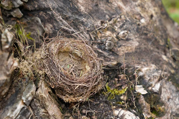 Nido Aves Vacío Árbol Jardín — Foto de Stock