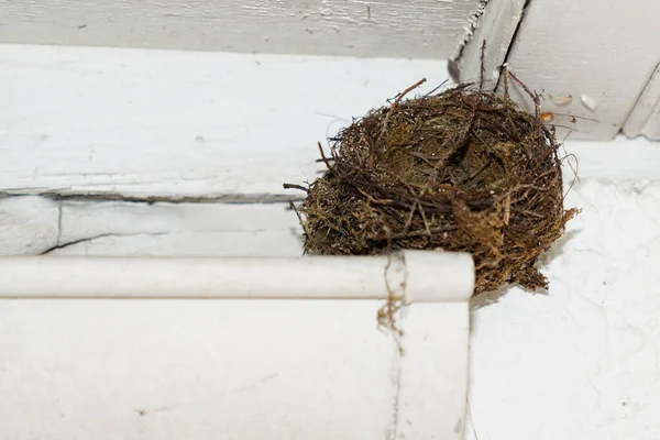 bird nest in empty gutter of the house roof white facade