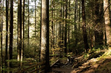 Ormanda güneşli bir gün. İngiliz Kolombiyası 