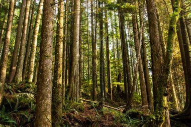Ormanda güneşli bir gün. İngiliz Kolombiyası 
