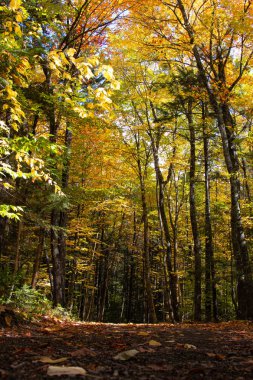 Kanada, New Brunswick 'te sonbahar ormanı 