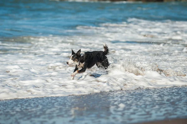 Oynak köpek okyanus beyaz su içinde sınırlayıcı. — Stok fotoğraf