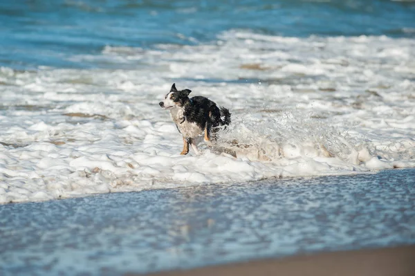 Oynak köpek okyanus beyaz su içinde sınırlayıcı. — Stok fotoğraf