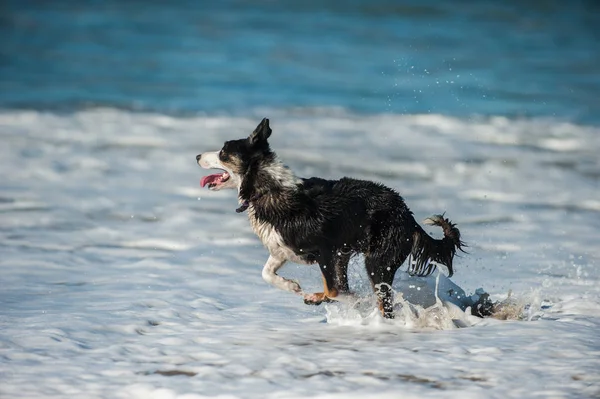 Oynak köpek okyanus beyaz su içinde sınırlayıcı. — Stok fotoğraf