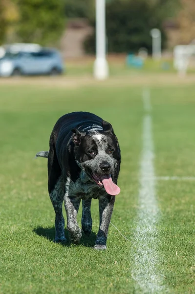 Family dog exhausted from running. — Stock Photo, Image