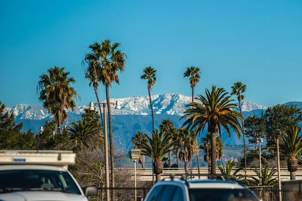 Palm trees and snowy peaks. — Stock Photo, Image