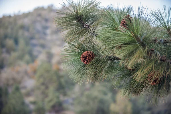 Vue rapprochée de la branche de pin — Photo