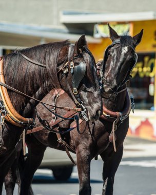Oynak sürüş at çalışmaları sırasında kesme.