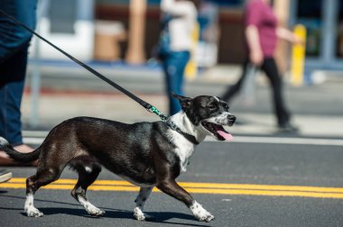 Egzersiz sevgi dolu kurtarma köpeği