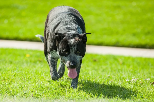 Exploring and playing at the city park. — Stock Photo, Image