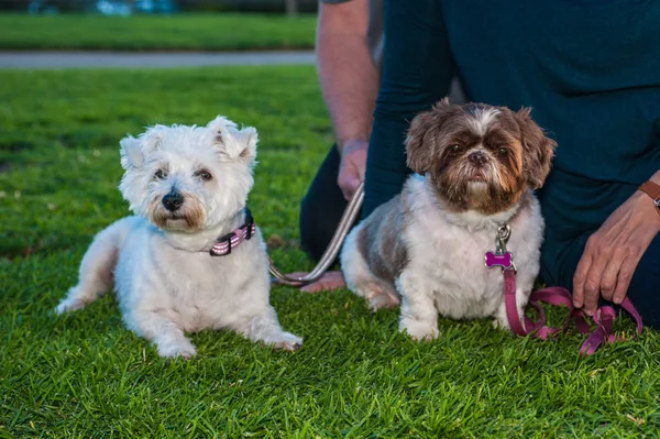 Shih Tzu Köpek Park Zevk Arkadaşı Korkunç Gece Karanlığında Çimen — Stok fotoğraf