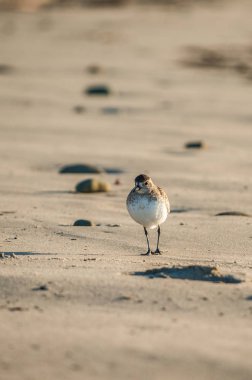 Sanderling kuş yiyecek bulmak kumlu plaj boyunca yürüyüş.