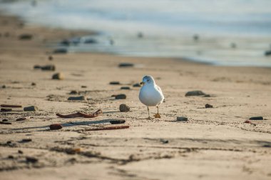 Gri martı Web ayak kumlu kıyı sola bakarken yiyecek arama sırasında gösterilen.