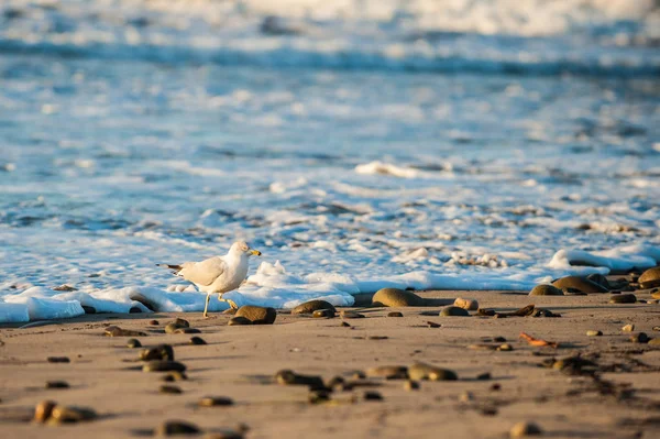 Grau Weiße Möwe Eilt Dem Schäumenden Wasser Das Strand Plätschert — Stockfoto